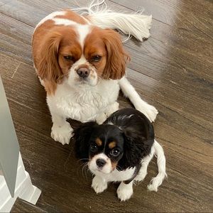 Meet your Posher, Daniela